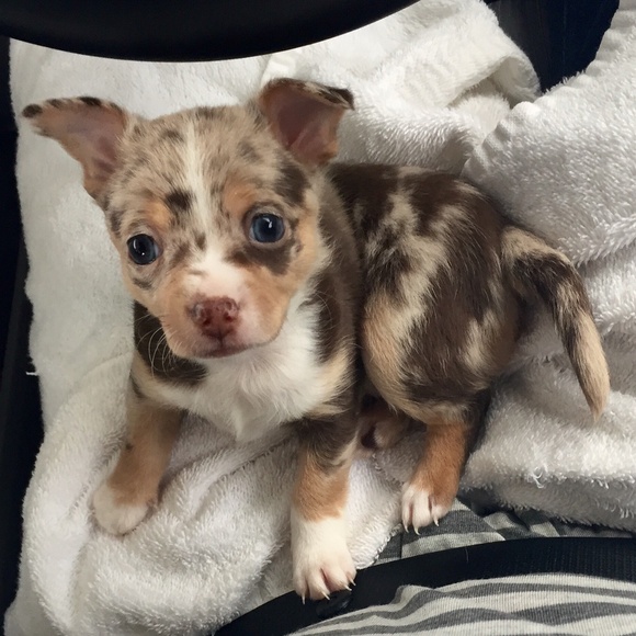 Meet your Posher - Picture 2 of 2